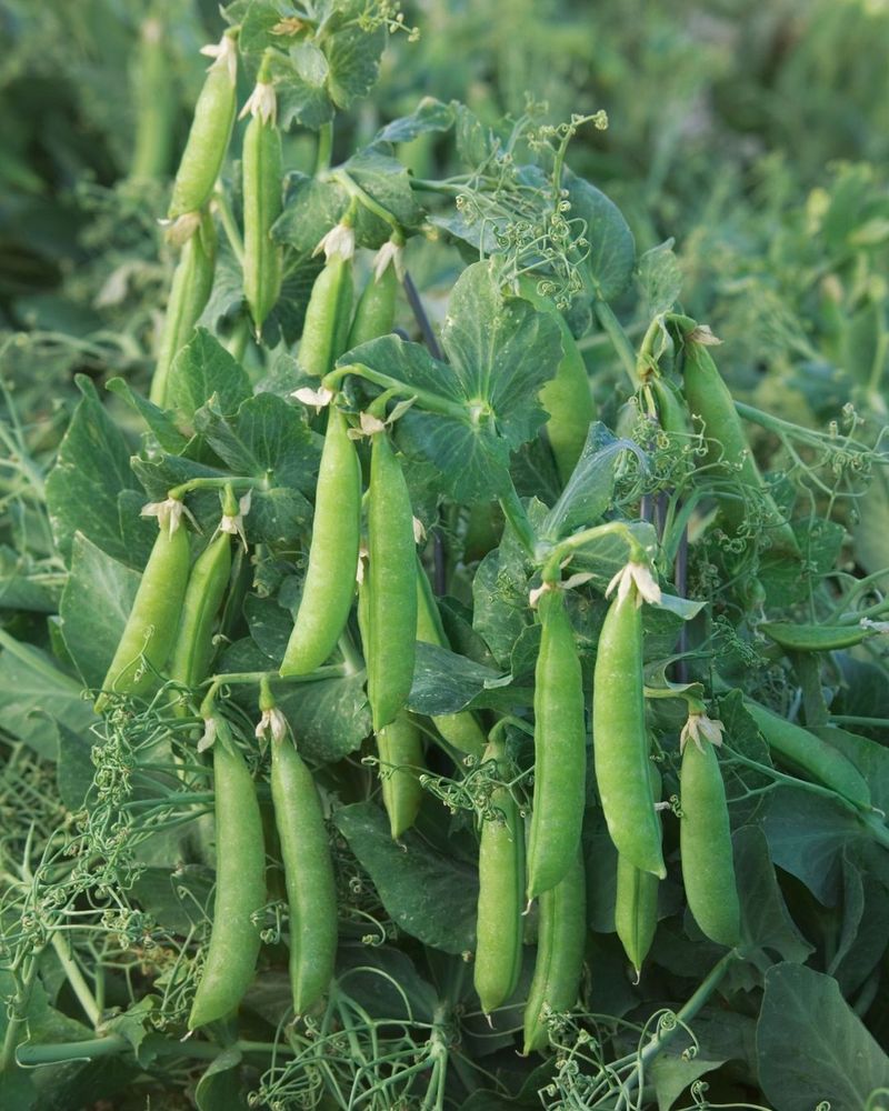 Peas