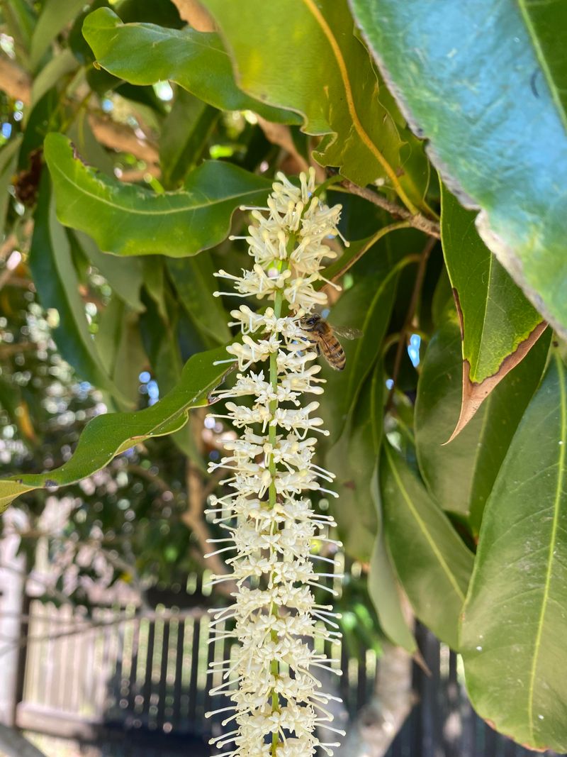 Macadamia Tree