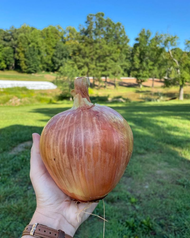 Pennsylvania's Enormous Onion