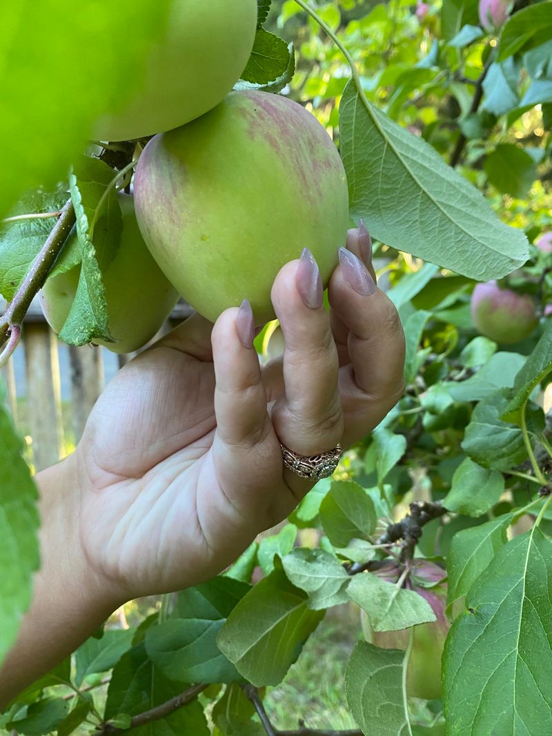 Pennsylvania: Apple