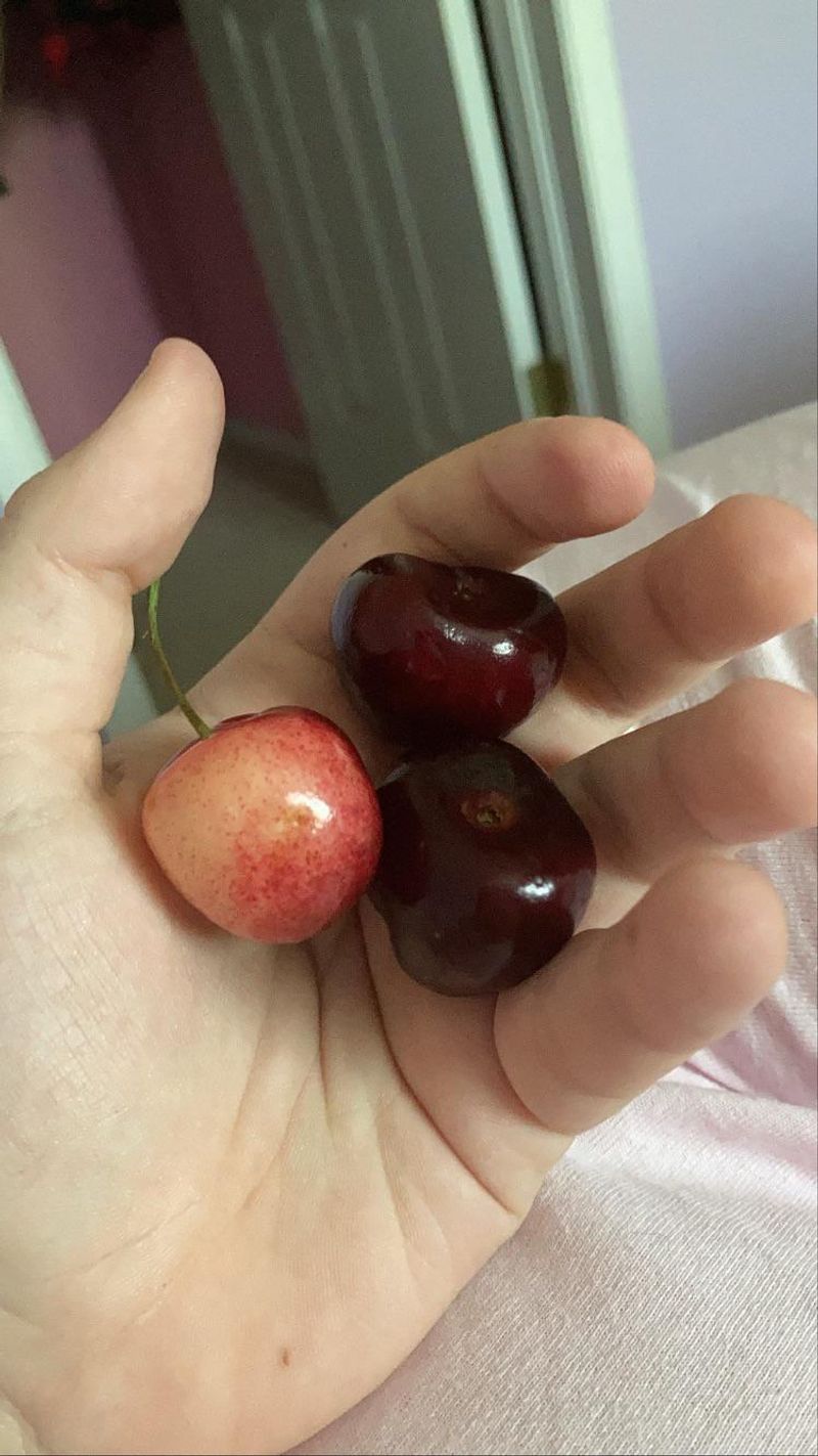 Pennsylvania - Massive Cherry