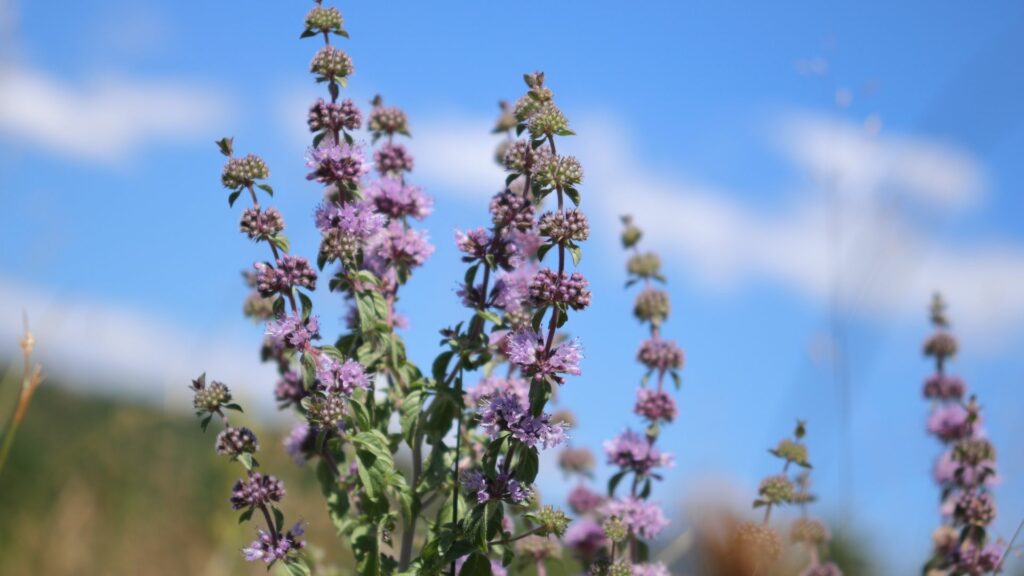 Pennyroyal | Mentha Pulegium flowers on field