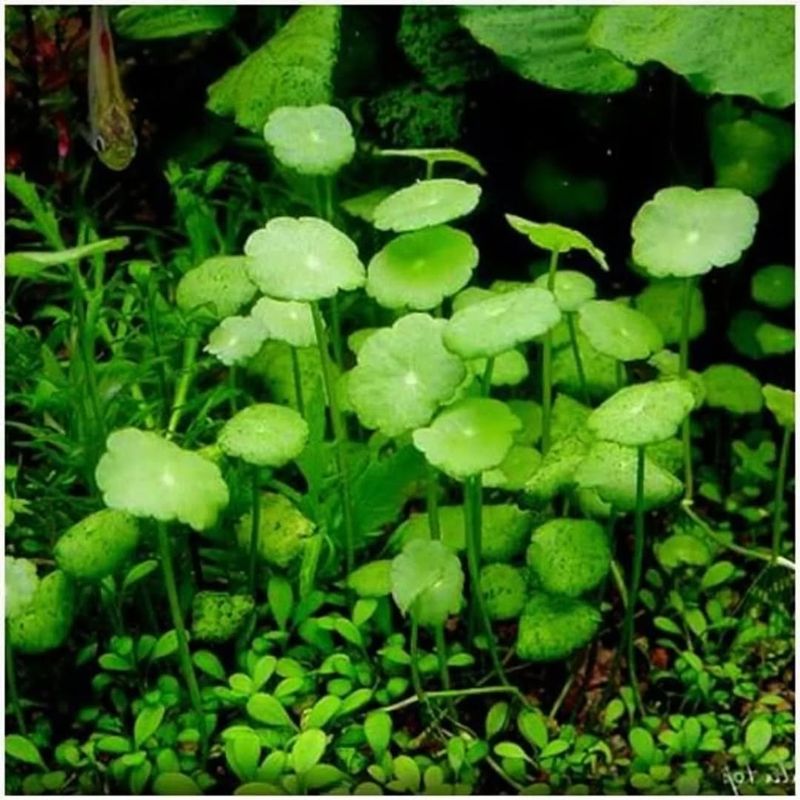 Pennywort