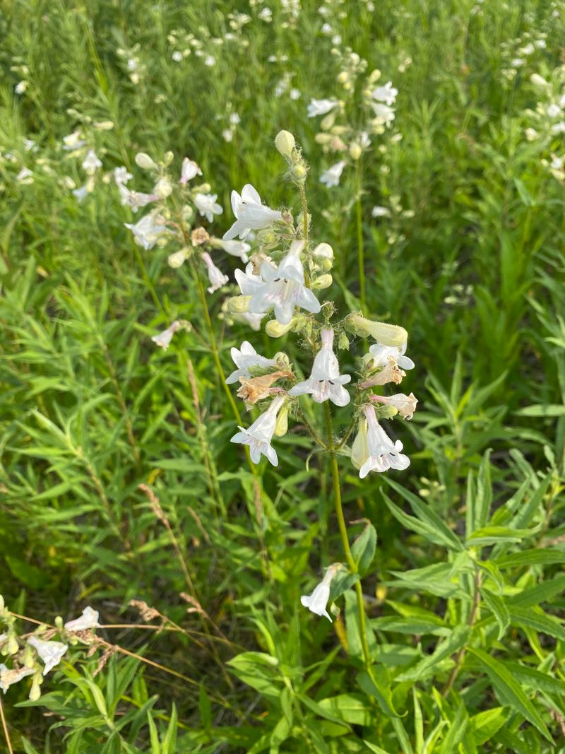 Penstemon