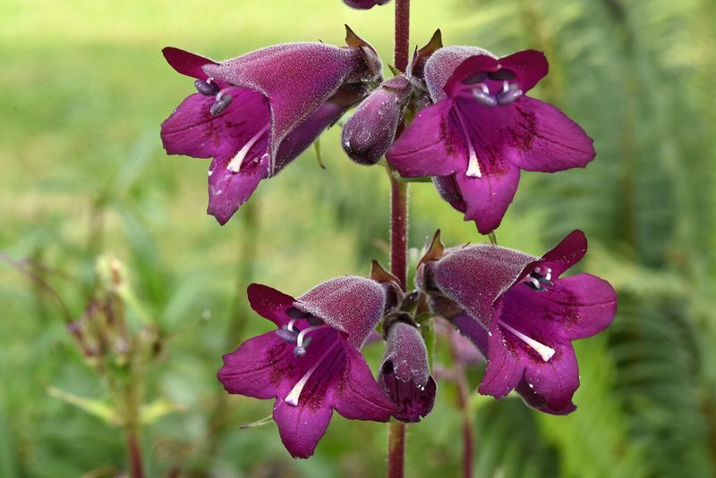 Penstemon