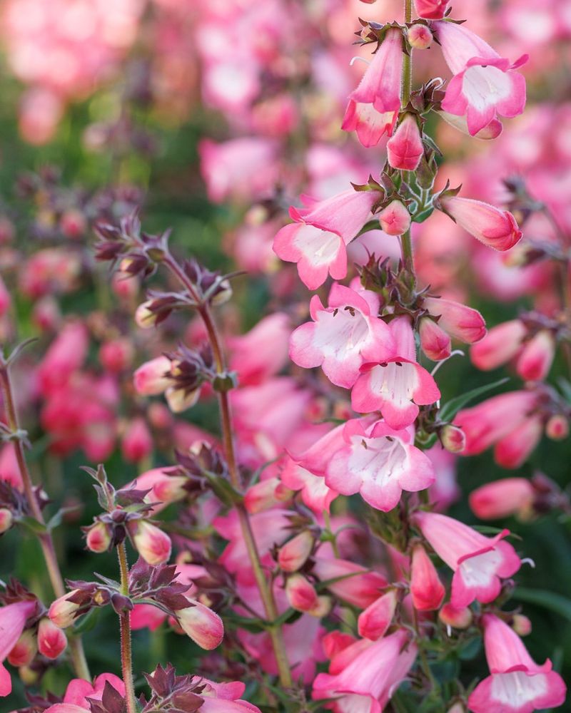 Penstemon