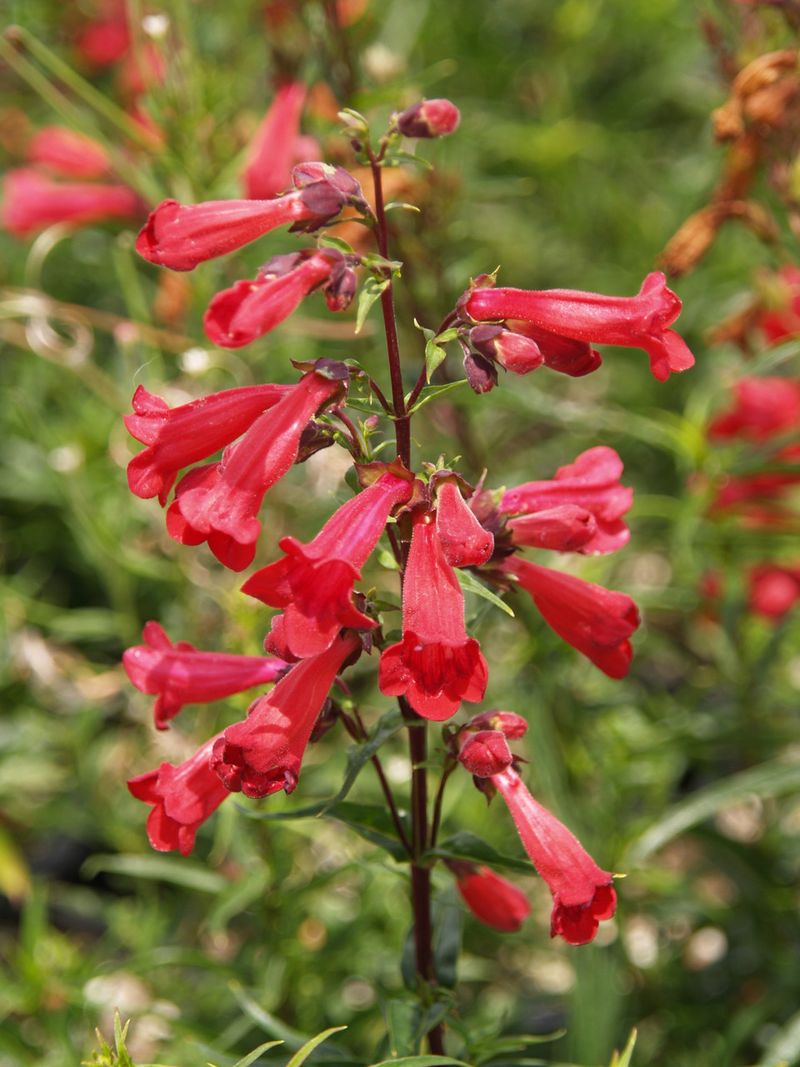 Penstemon