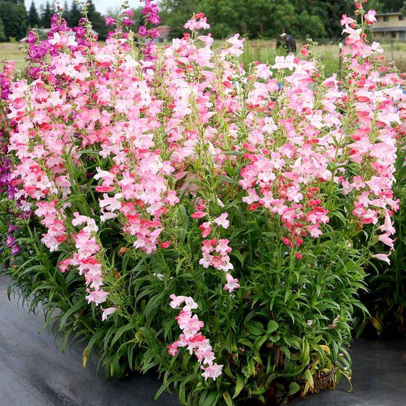 Penstemon