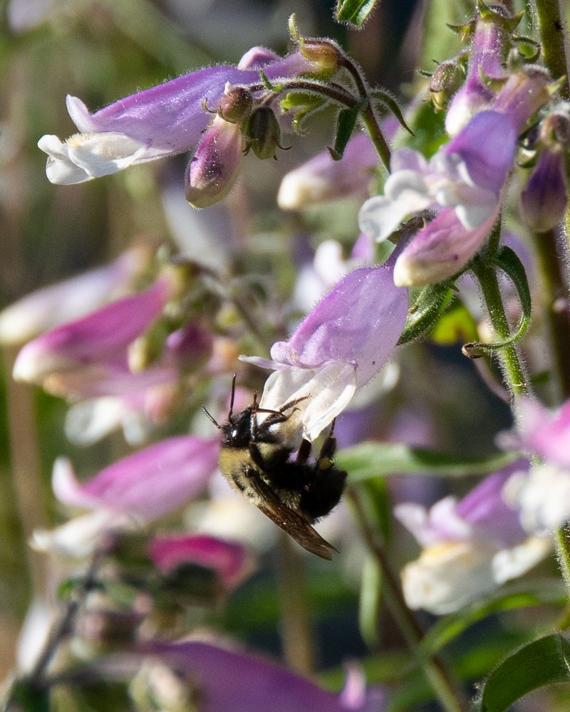 Penstemon (Penstemon digitalis)