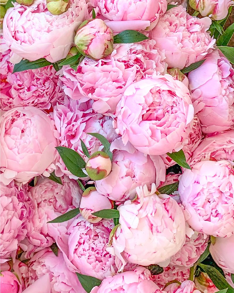 Peonies