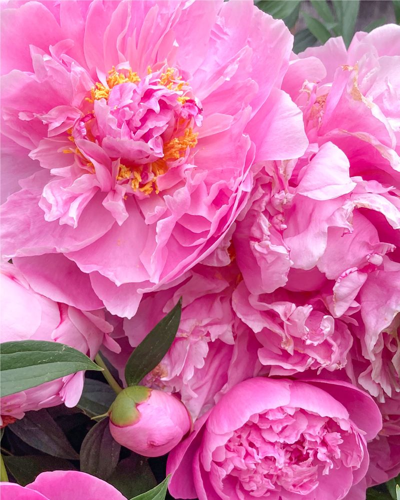 Peonies