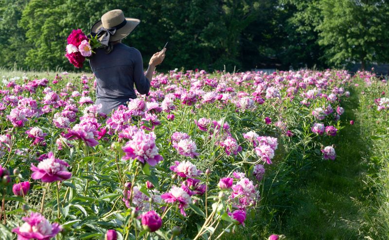 Peonies