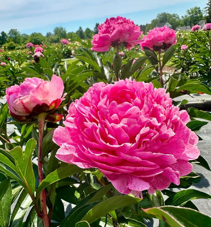 Peonies