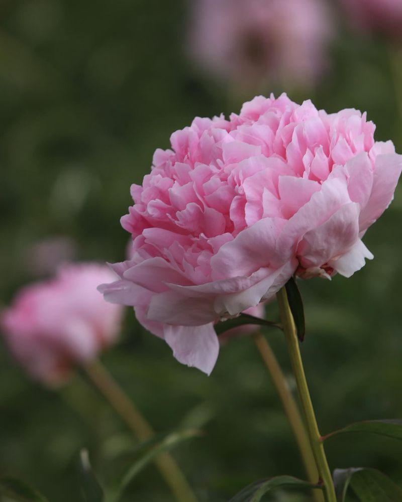 Peony