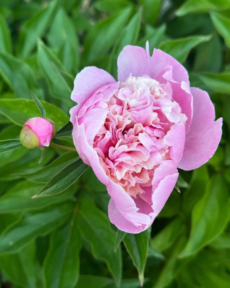 Peony