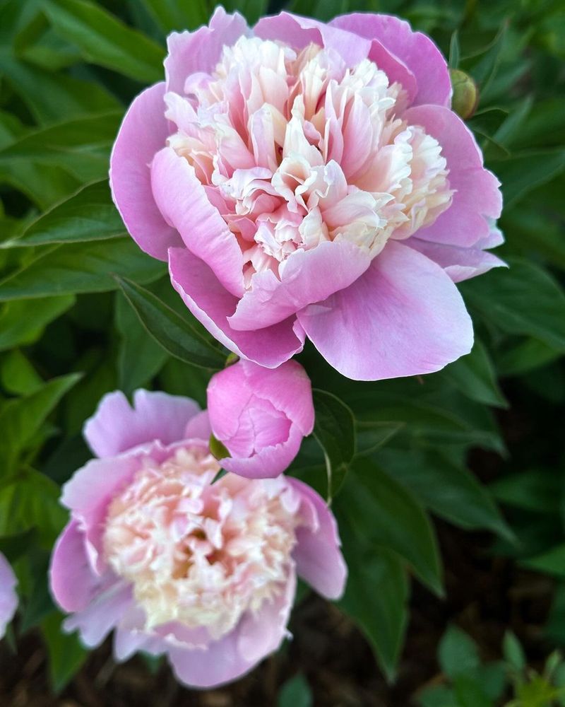 Peony