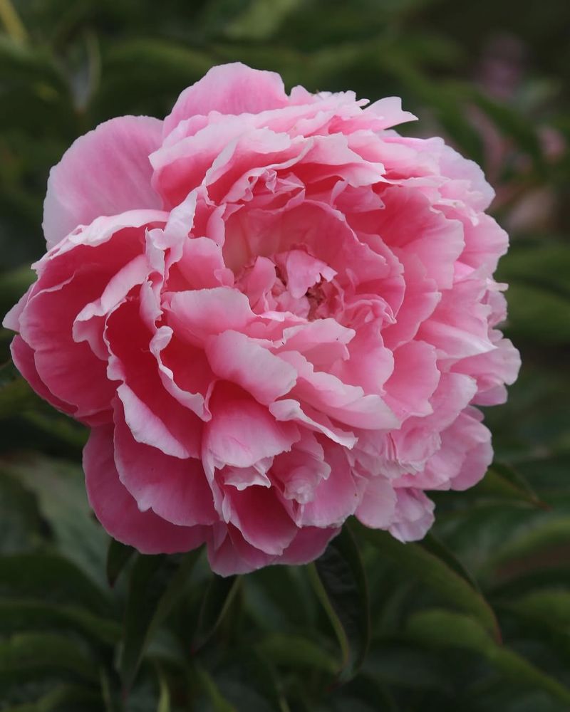 Peony