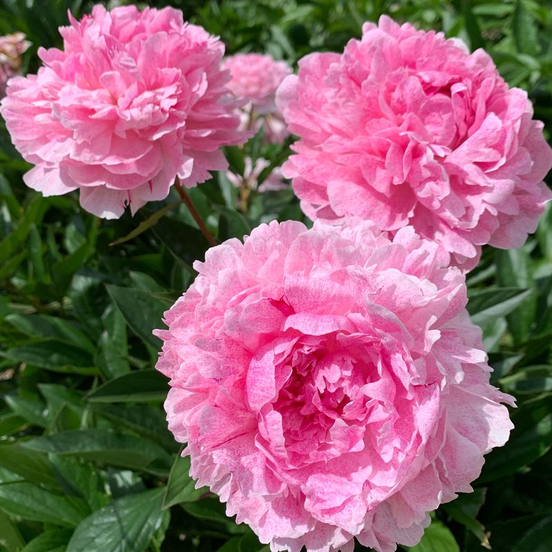 Peony