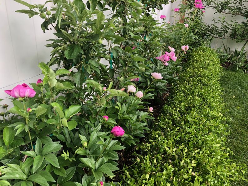 Peony & Boxwood