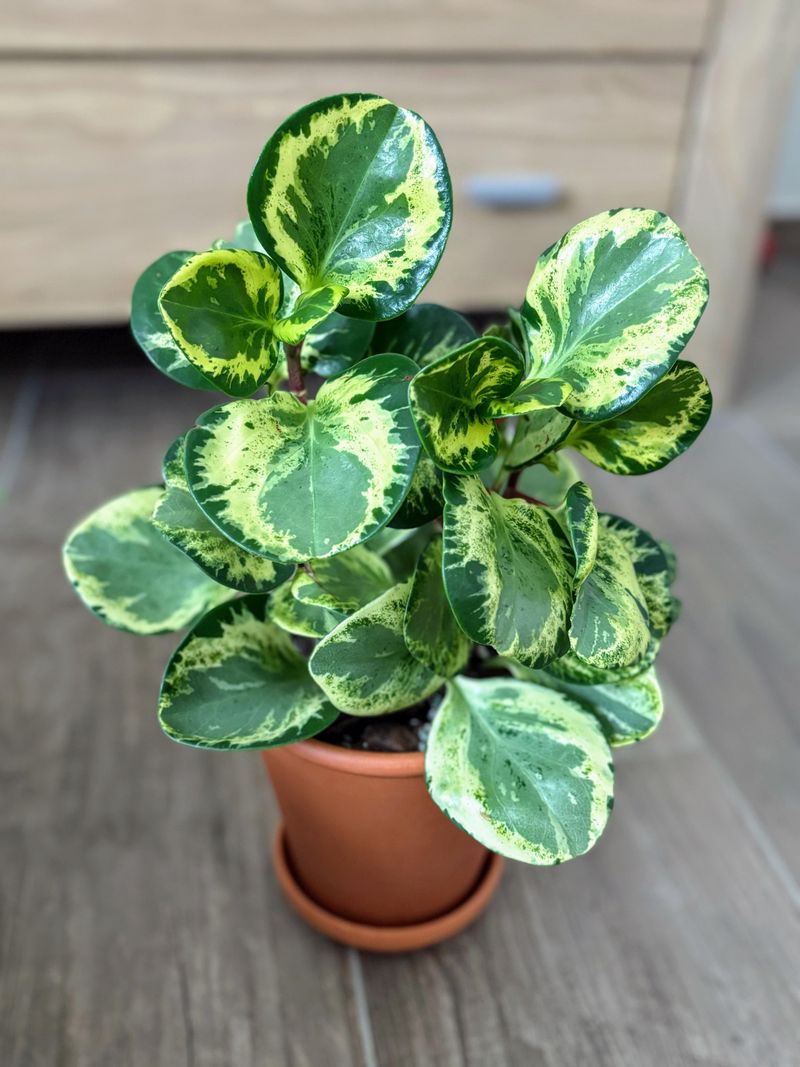 Peperomia Obtusifolia