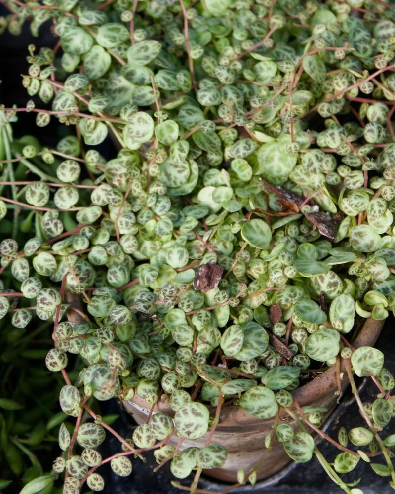 Peperomia Prostrata