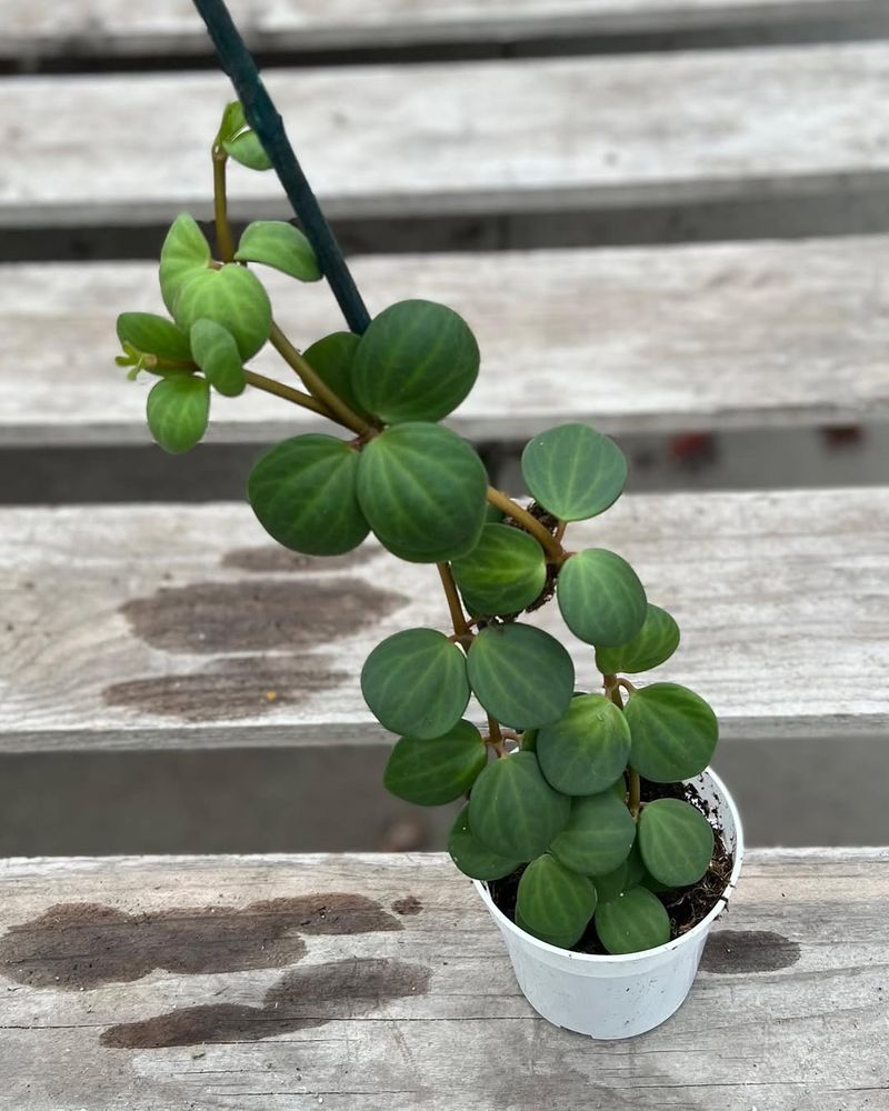 Peperomia (Super Easy To Grow)