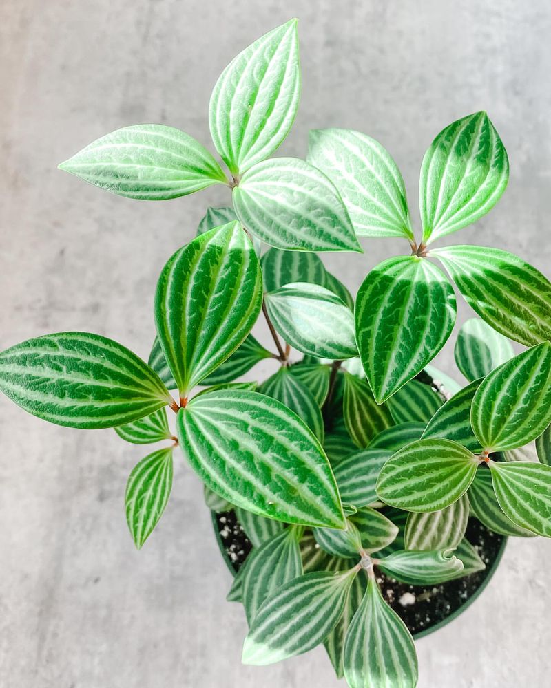 Peperomia puteolata