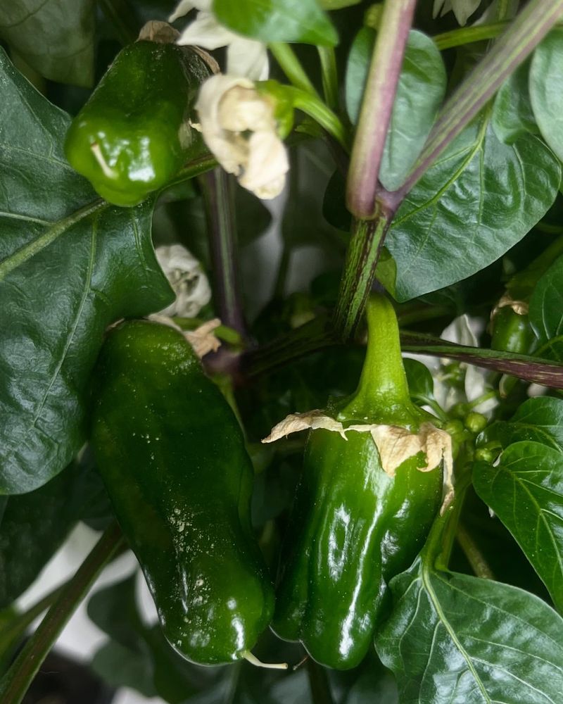 Pepper Plant Vitality