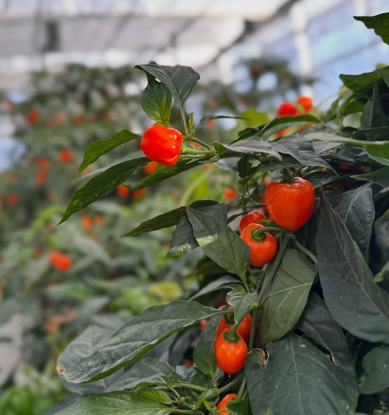 Pepper