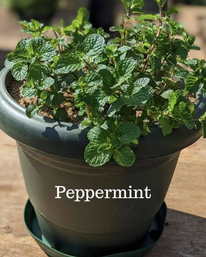 Peppermint