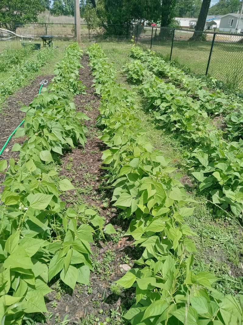 Peppers and Beans