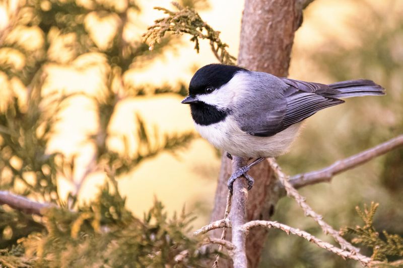 Perching Spots