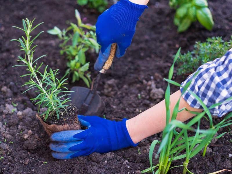 Perennial Herb Mix