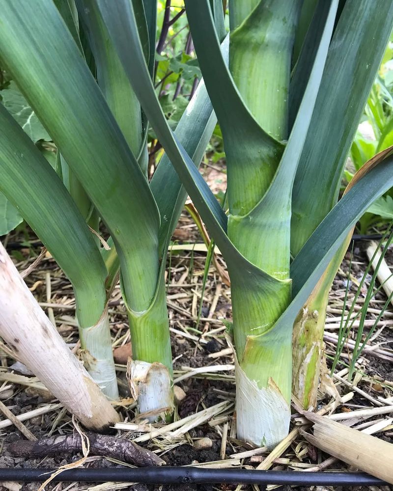 Perennial Leek