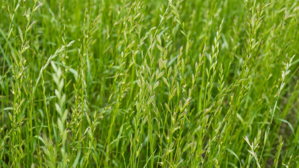 perennial ryegrass