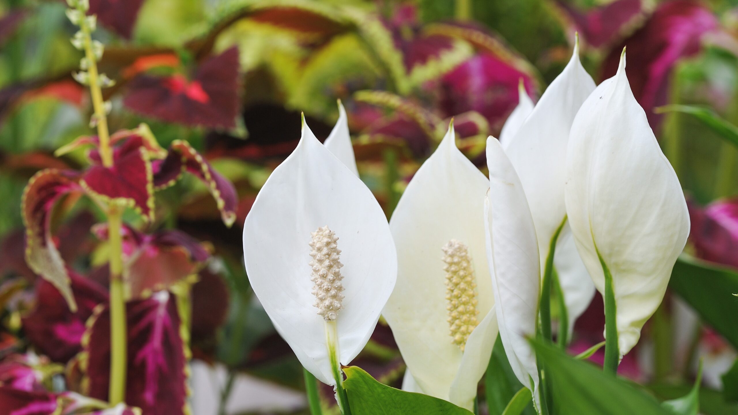 close up of peace lily flowers