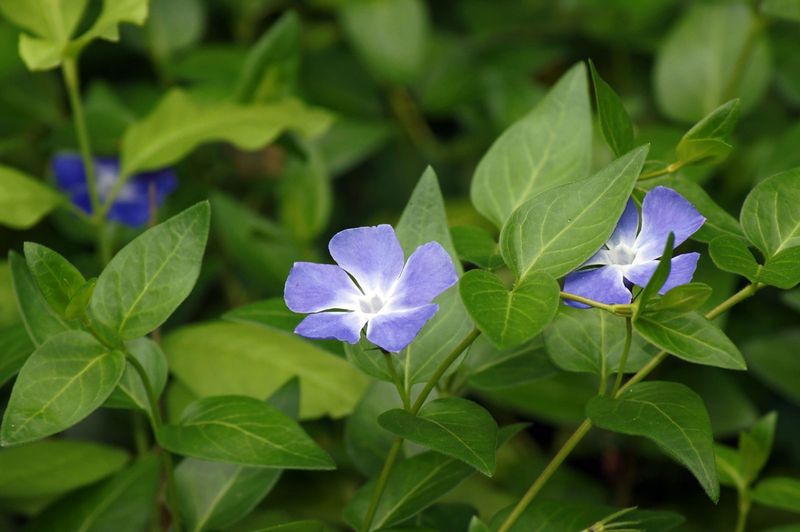 Periwinkle