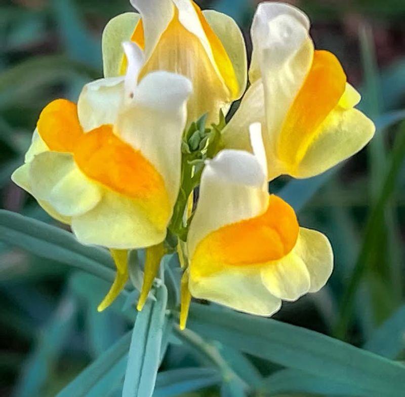 Yellow Toadflax