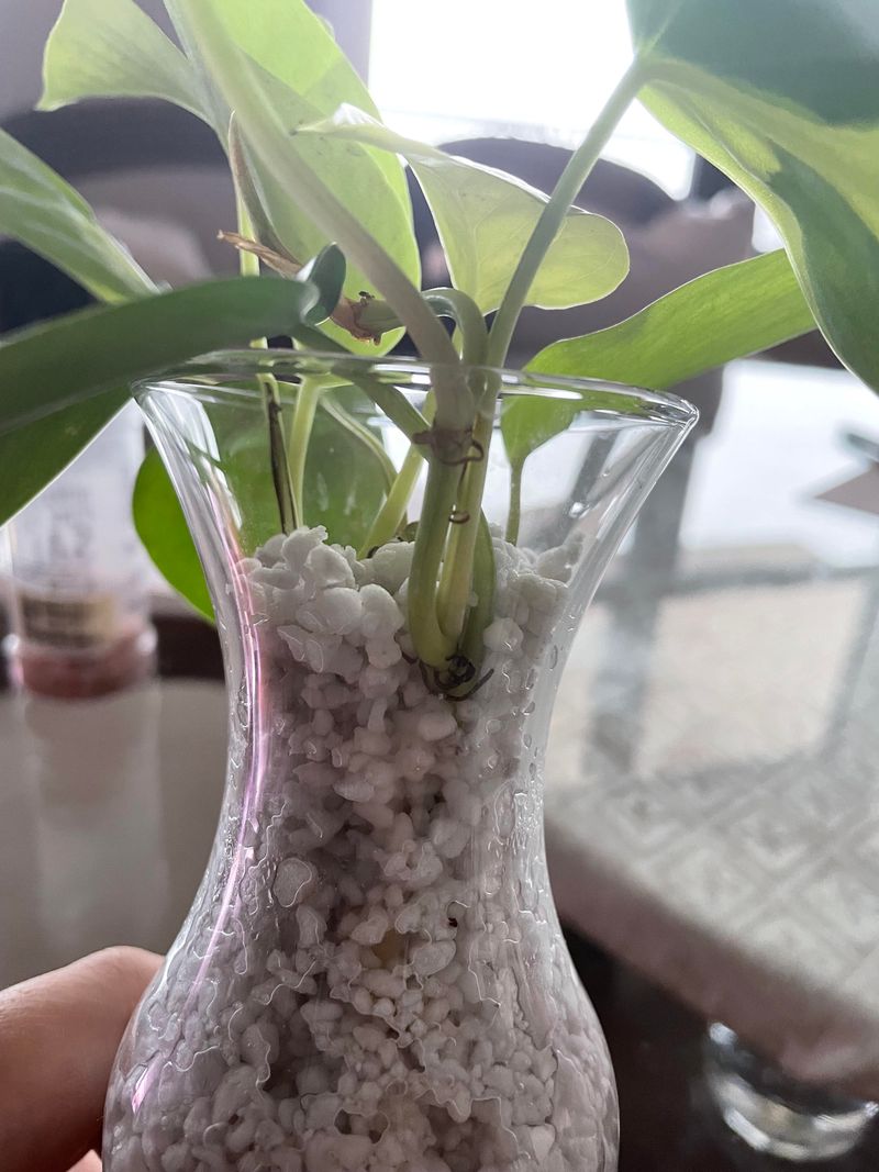 Perlite Propagation