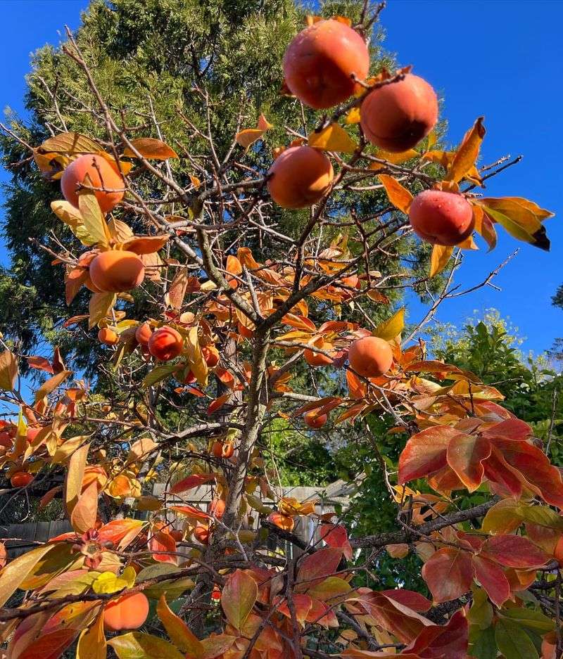 Persimmon Paradise