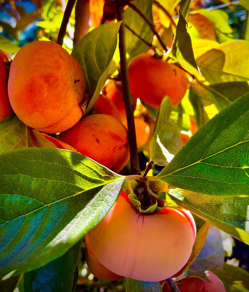 Persimmon Tree