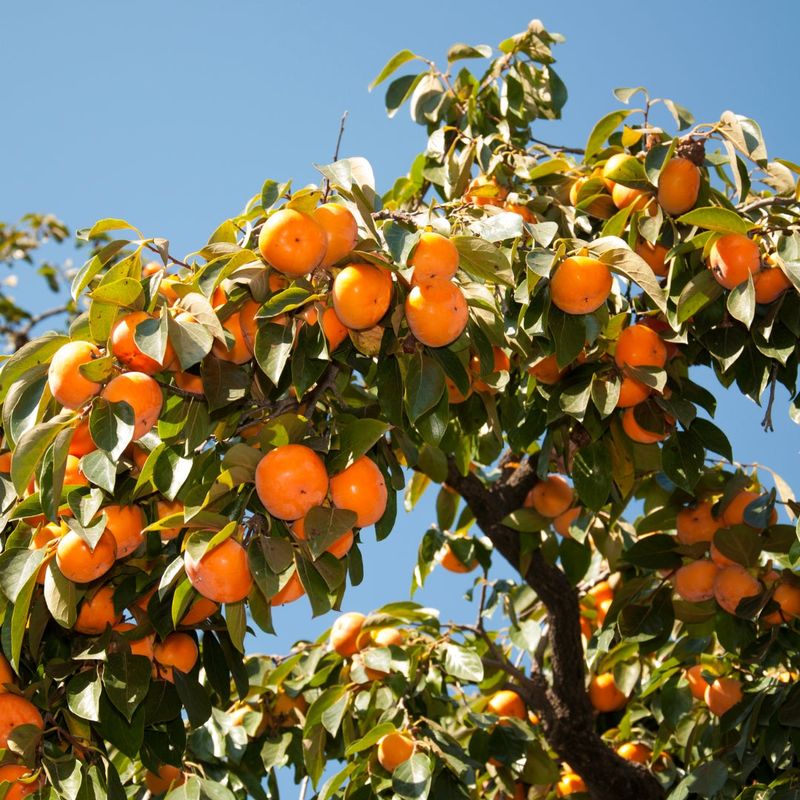 Persimmon Tree