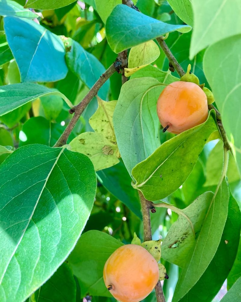 Persimmon