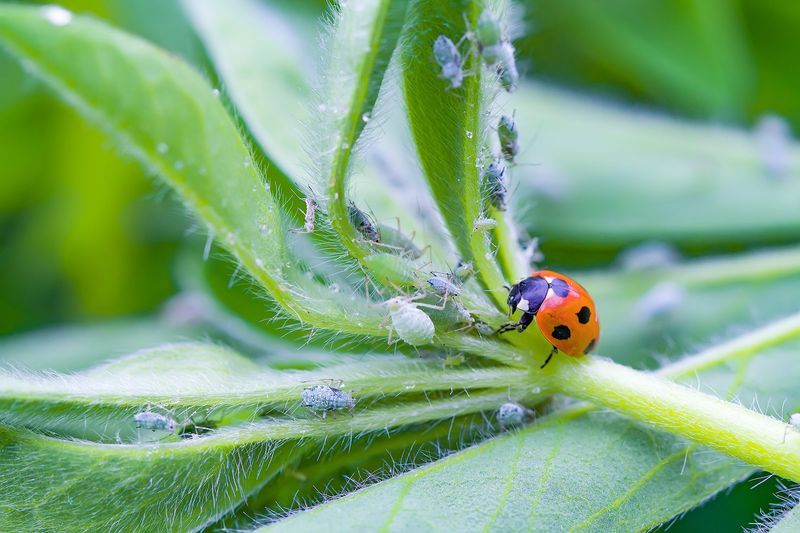 Pest Control Naturally