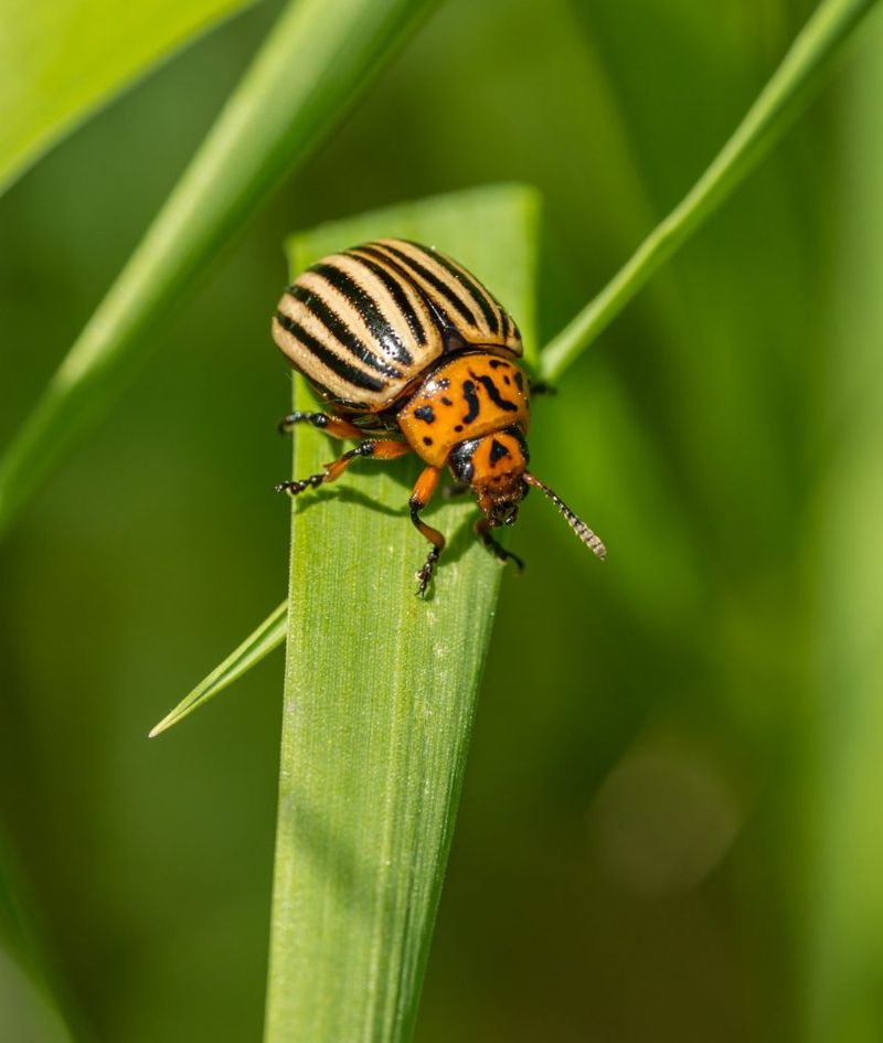 Pest Management