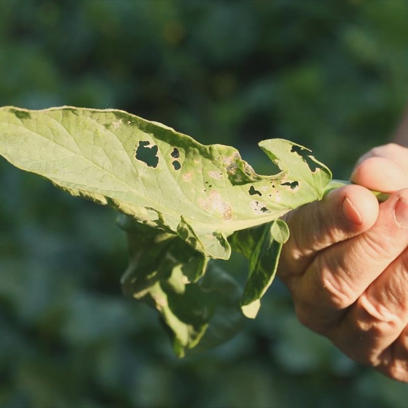 Pest Management