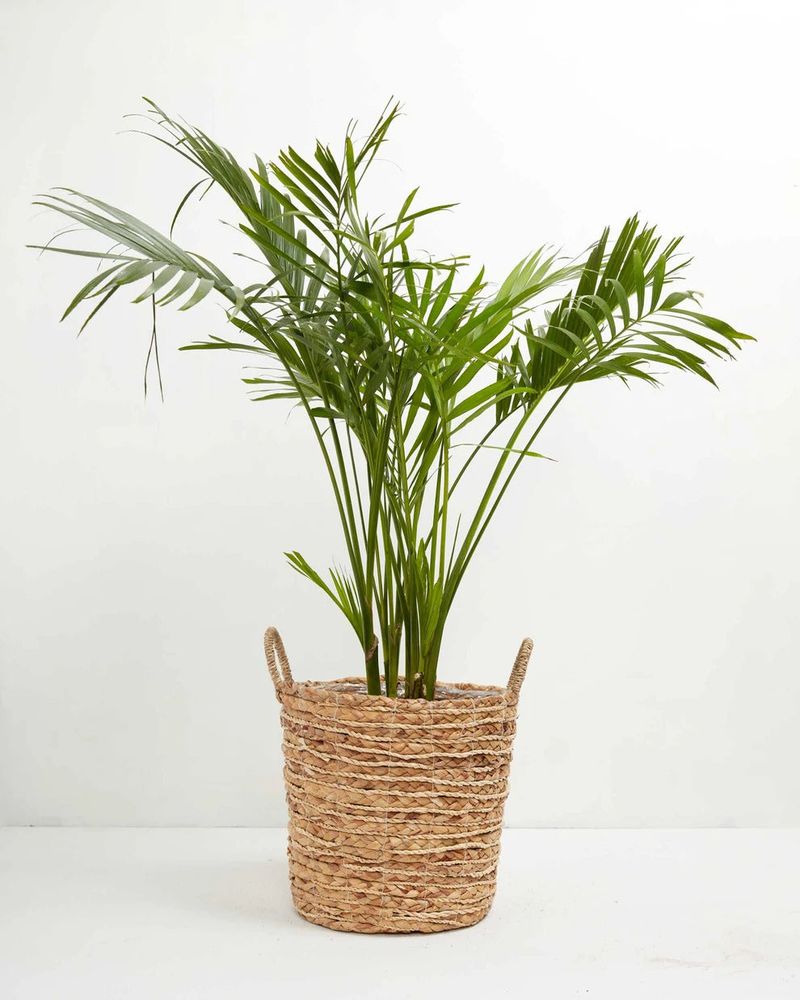 Petite Parlor Palm