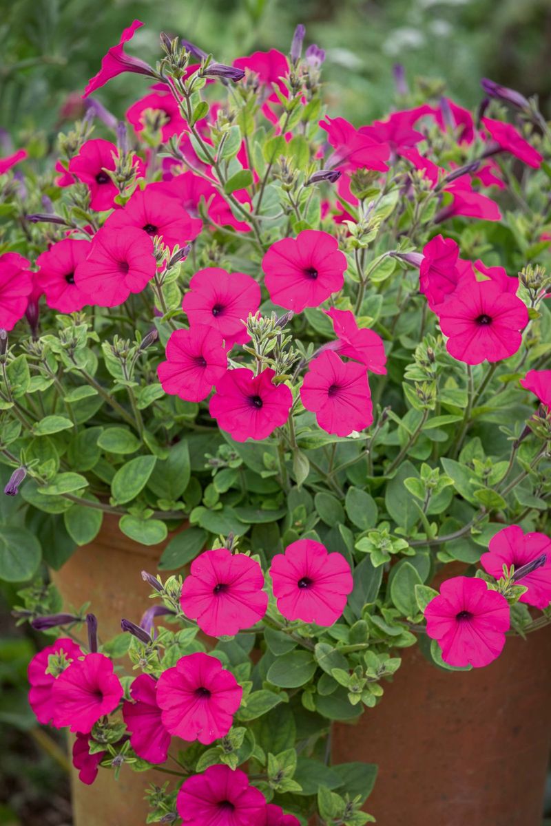 Petunias