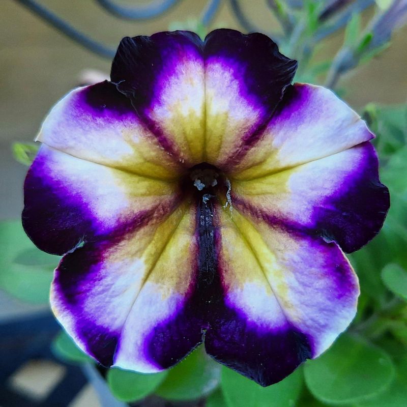 Petunias