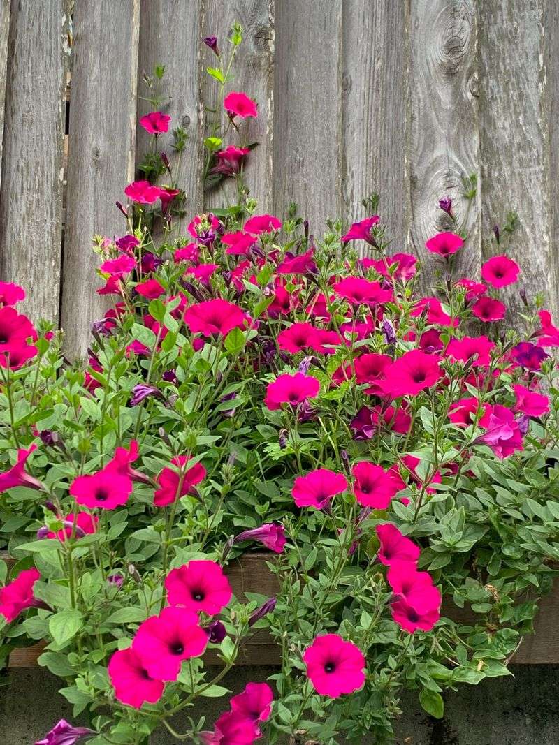 Petunias